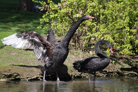 Foto Acqua uccello ala lago