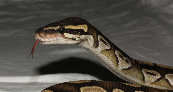 野生動物 肖像画 爬虫類 黄色 写真