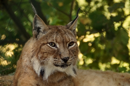 Foto Animal animais selvagens selvagem gato