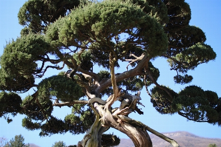 Foto árbol rama planta madera