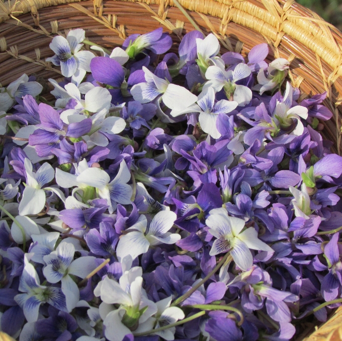 Natura pianta bianco fiore