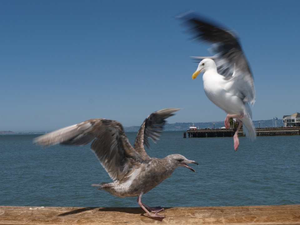 Sea nature bird wing