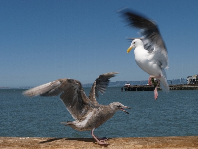 Sea nature bird wing Photo