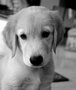 Foto Bianco e nero
 cucciolo cane