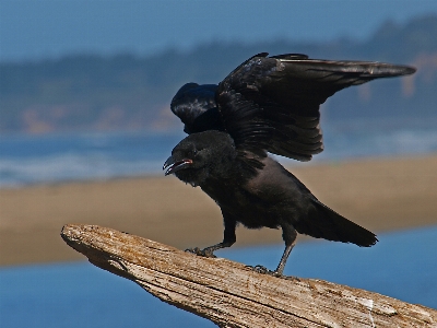 Foto Natura uccello ala animale