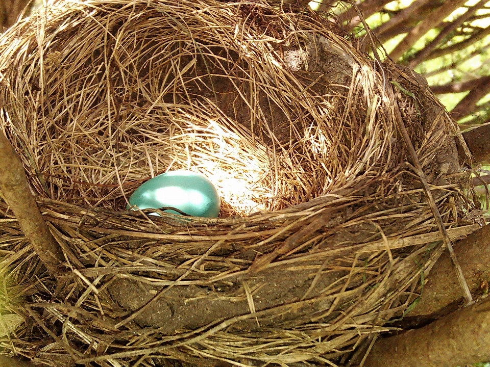 Nature branch bird growth