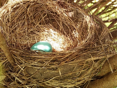 Nature branch bird growth Photo