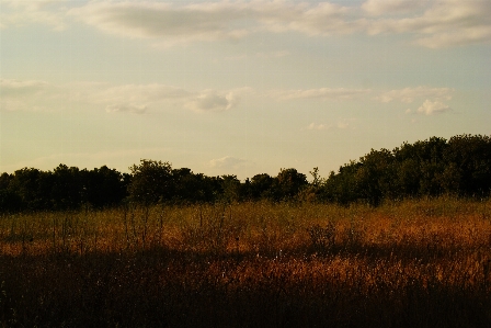 Landscape tree nature forest Photo