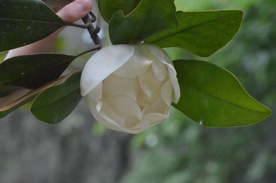 Tree nature branch blossom