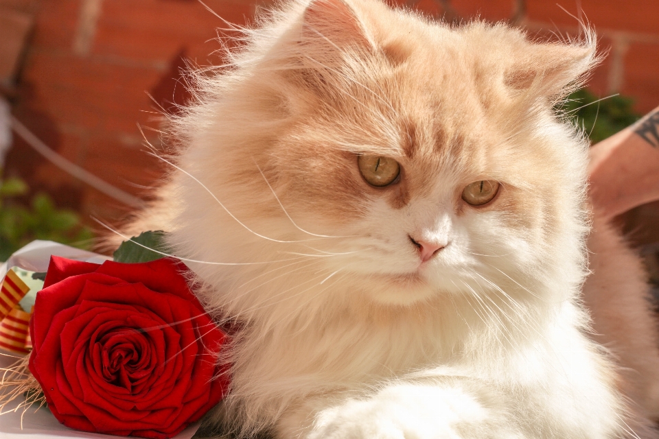 花 動物 ペット 薔薇