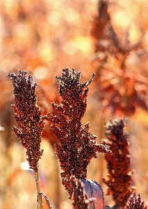 Tree nature branch plant Photo