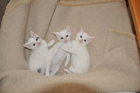 White cute kitten cat Photo