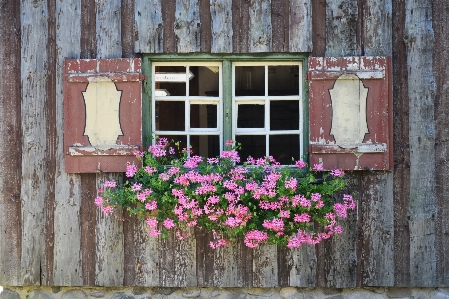 Blüte holz haus blume Foto