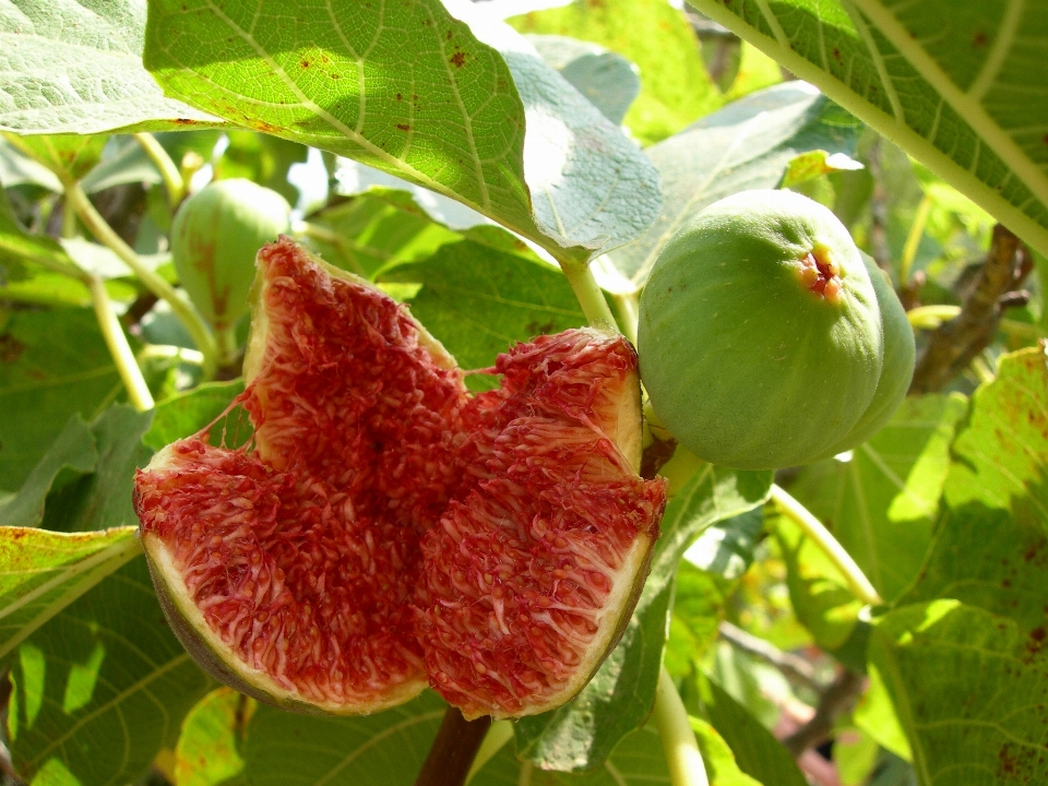 Naturaleza abierto planta fruta