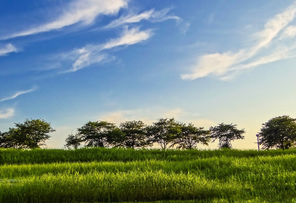 Paysage arbre nature herbe