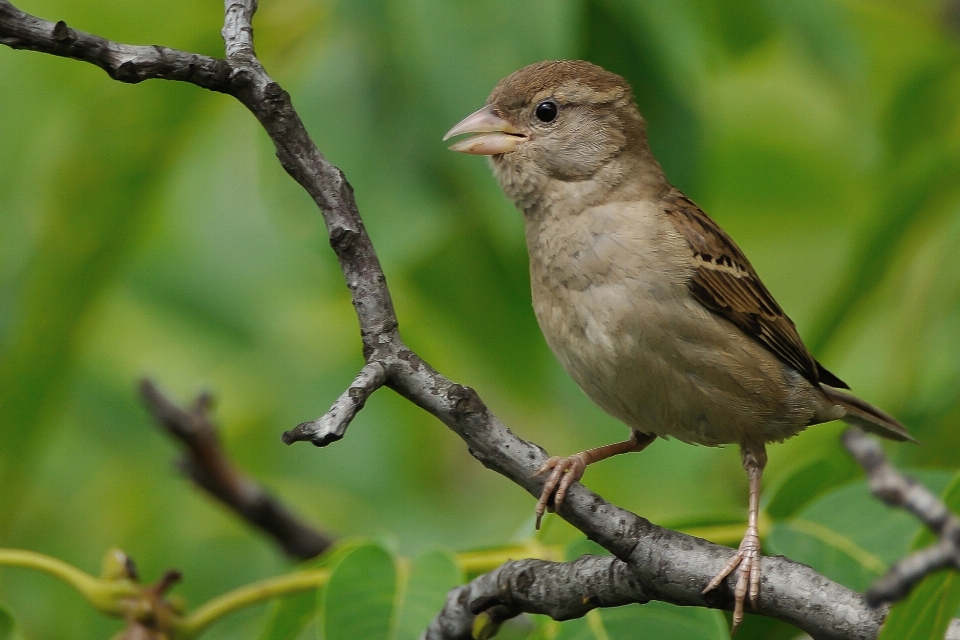 Nature extérieur bifurquer oiseau