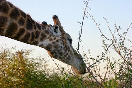 Adventure animal wildlife zoo Photo