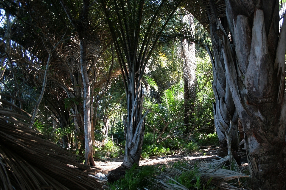 Tree nature forest wetlands