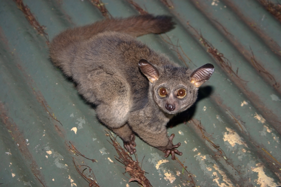 Margasatwa kucing afrika mamalia