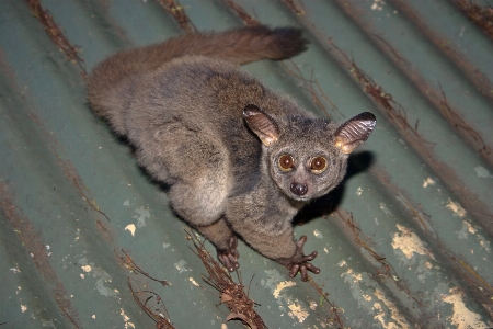 Foto Margasatwa kucing afrika mamalia