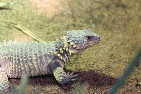 Foto Satwa margasatwa reptil iguana