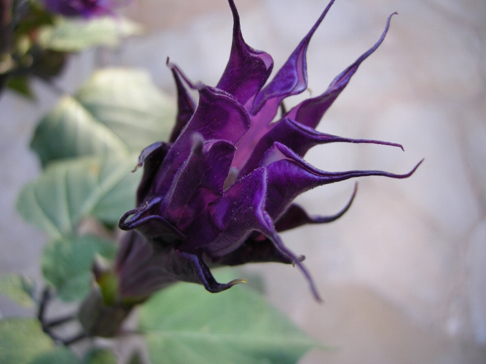 Blossom plant leaf flower