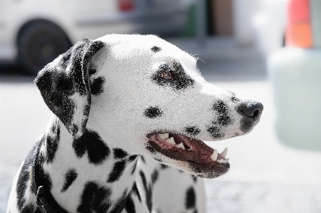 White dog animal pet Photo