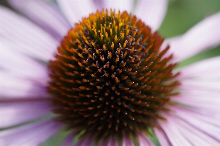 Photo Fleurir usine la photographie fleur