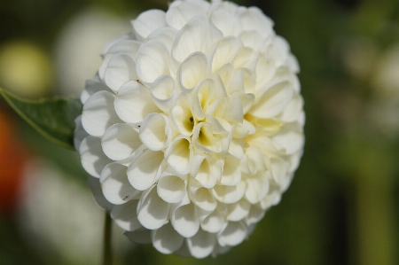 Nature blossom plant white Photo