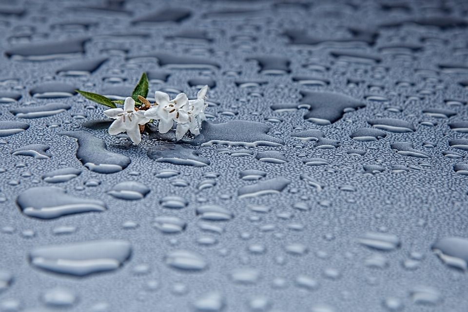 Acqua fiore nevicare gocciolina