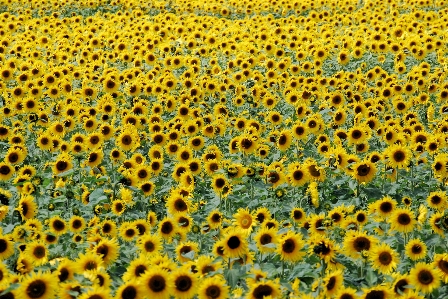 Bitki alan çiçek yaz Fotoğraf