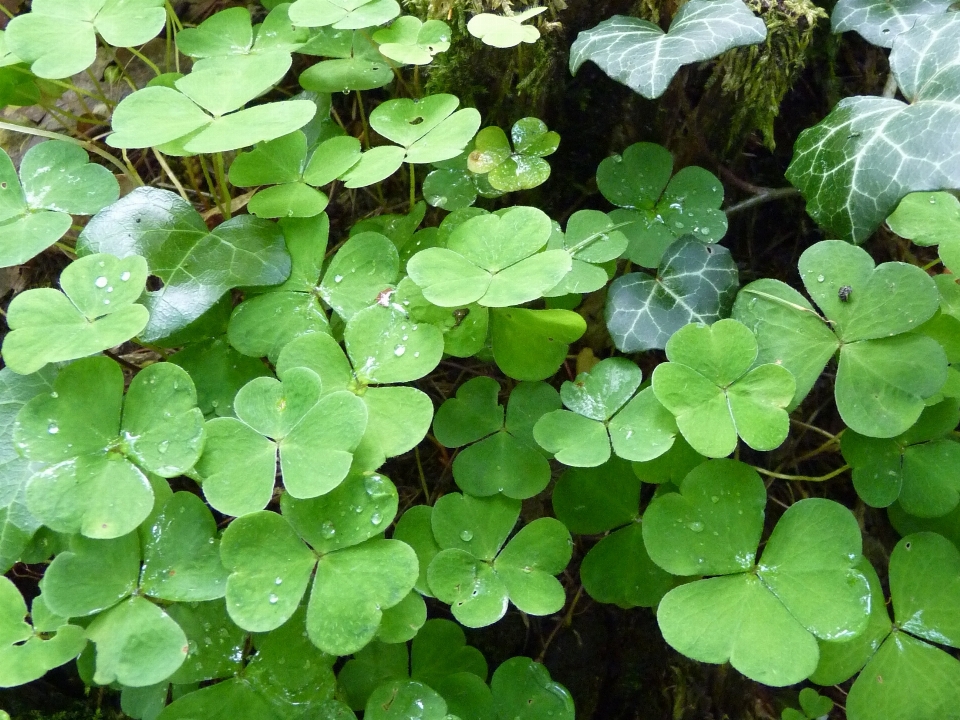 Forêt usine feuille fleur