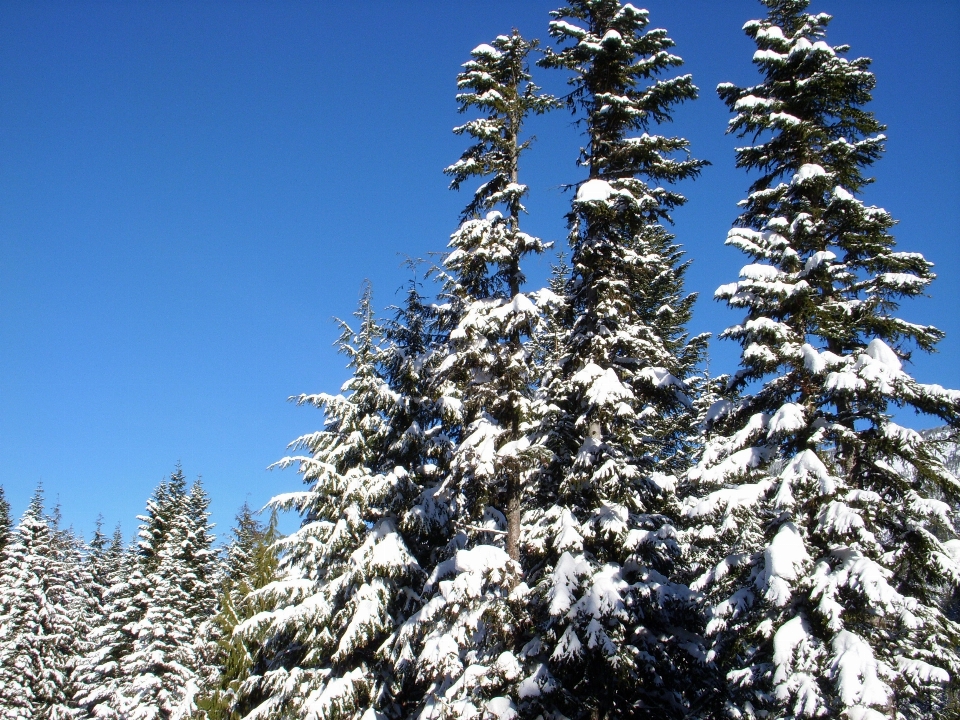 Albero foresta ramo montagna