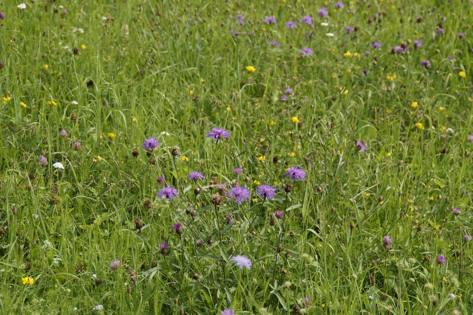 Alam rumput tanaman bidang