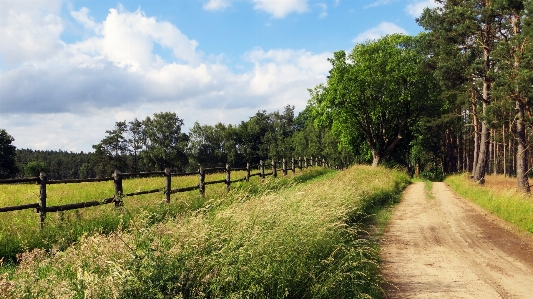 Landscape tree nature grass Photo