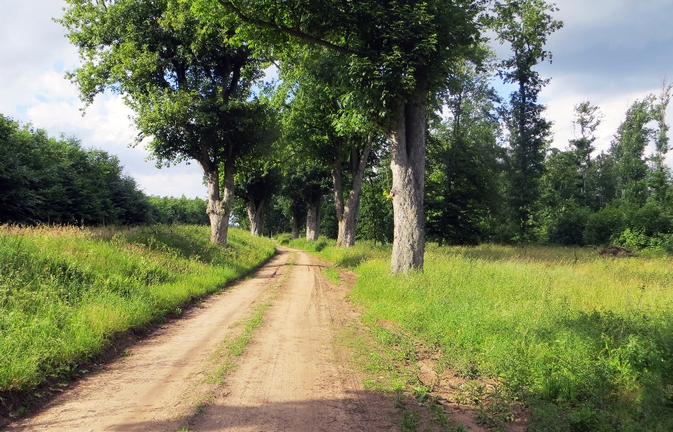 Paysage arbre nature forêt