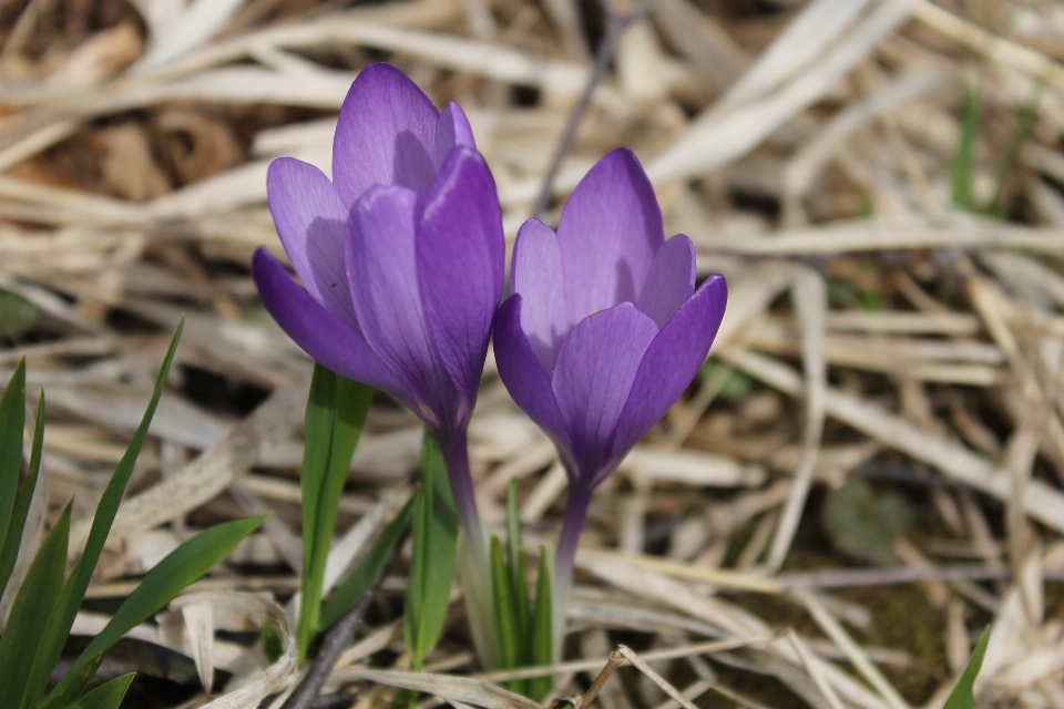 Natur anlage blume blütenblatt