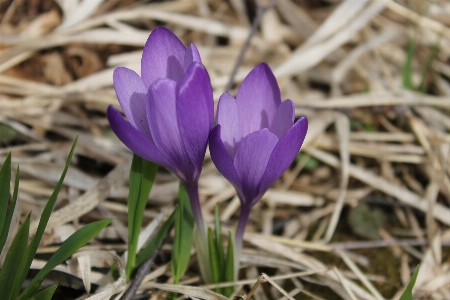 Foto Natura pianta fiore petalo