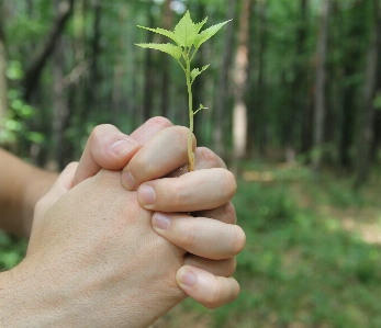 Hand nature grass plant Photo