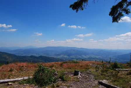 Landscape tree grass wilderness Photo