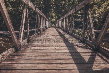 Water nature pathway boardwalk Photo