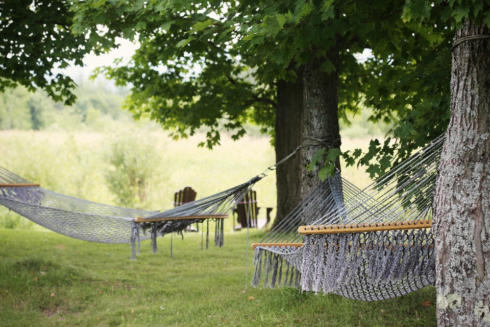 Nature grass outdoor country