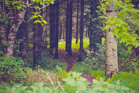 Landscape tree nature forest Photo