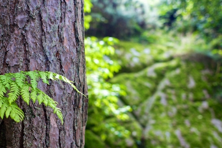 Foto Pohon alam hutan rumput