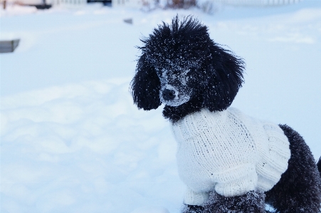 Snow cold winter puppy Photo