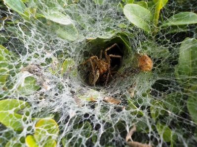 Foto Alam daun bunga satwa