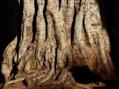 Baum formation protokoll höhle Foto