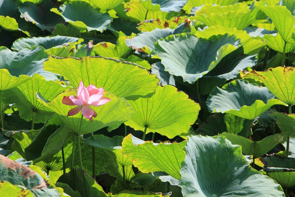 植物 叶子 花 绿色的