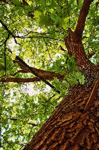 Tree nature forest branch Photo