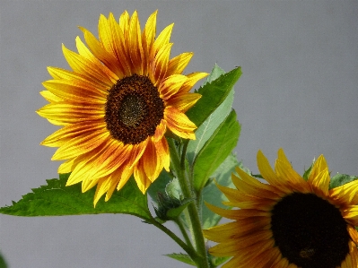 植物 分野 花 花弁 写真